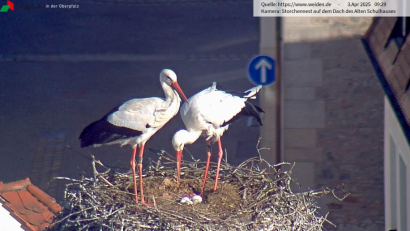 Screenshot: Webcam www.weiden.de
Anfang April lagen vier Storcheneier im Horst. Ob seitdem alle Eier bebrütet werden, wird sich erst in knapp drei Wochen zeigen, wenn die Jungen nach und nach schlüpfen.