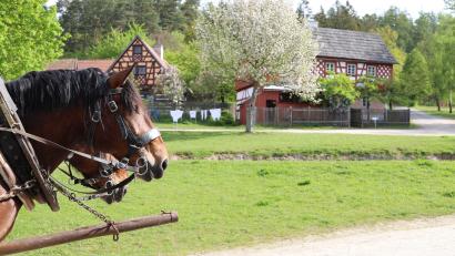 Bild: Eva Gröninger /exb
Die Museumspferde vor dem „Webergirgl“, der am Ostermontag auch im Fokus steht.