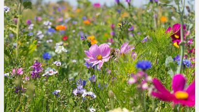 Symbolbild: Sabine Dietrich – stock.adobe.com
Es macht glücklich, den Garten in ein blühendes Blumenmeer zu verwandeln.
