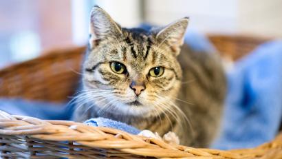 Symbolbild: Hauke-Christian Dittrich
Im Landkreis Amberg-Sulzbach hat ein Unbekannter eine Katze schwer misshandelt. Die Verletzungen des Tieres zeigten das eindeutig, teilt die Polizei Vilseck mit.