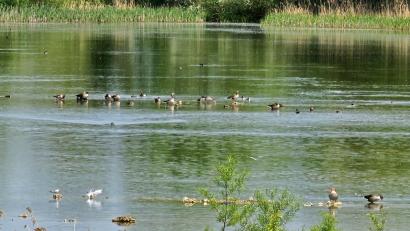 Bild: Peter Pracht
Als Vorbild für eine gelungene Renaturierung dient Bund Naturschutz, Landesbund für Vogelschutz und Heinz Sielmann-Stiftung der Fetzersee bei Gundelfingen (Landkreis Dillingen).