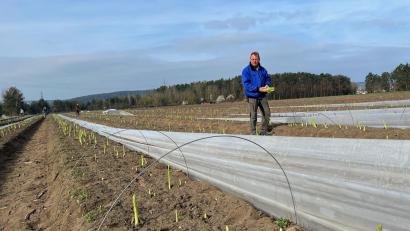 Bild: ihl
Als Oberpfalz-Medien auf dem Spargelhof zu Besuch ist, wird gerade grüner Spargel gestochen. Im Bild Josef Feldmeier.