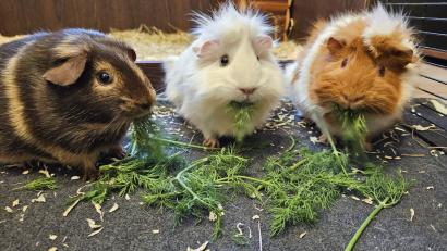 Bild: ald
Redakteurin Lisa Sebald hat drei Meerschweinchen: Elfie, Luna und Leia (von links).