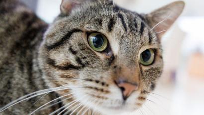 Symbolbild: Daniel Karmann/dpa
In Arrach (Landkreis Cham) hat ein Unbekannter auf eine Katze geschossen.
