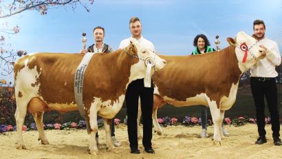 Bild: Julia Steiner/Rinderzuchtverband Oberpfalz/exb
Kuh Holly vom Betrieb Kraus in Gründlbach wurde bei der Jungzüchterschau Reservechampion Mittel, Kuh Loretta erreichte den Klassensieg beim Vorführen. Im Bild von links Rainer und Valentin Kraus sowie Christine und Nikolas Kraus.