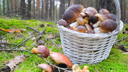 Bild: mihi-stock.adobe.com
Ein Korb frischer Pilze