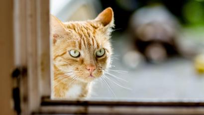 Bild: Markus Scholz/dpa
In Amberg ist von einer Katze das Halsband inklusive GPS-Tracker gestohlen worden.