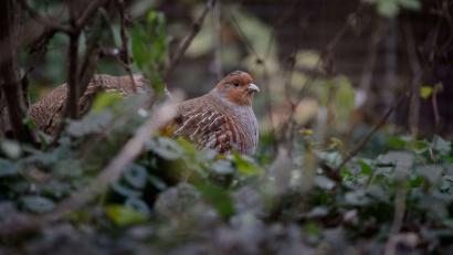 Symbolbild: Sina Schuldt/dpa
Das Rebhuhn steht als gefährdete Vogelart auf der Roten Liste. In manchen Zoos werden sie gehalten und gezüchtet