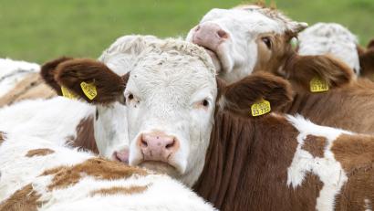 Symbolbild: Peter Kneffel /dpa
Eine Gruppe Kühe steht auf einer Wiese. Im Landkreis Hof hat ein Unbekannter ein Kalb tödlich verletzt.
