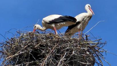 Bild: Alfred Wolf/exb
Auf einem abgesägten Baum beim Parkplatz des Geschichtsparks hat ein Storchenpaar sein Nest gebaut. Alfred Wolf hat die beiden Großvögel fotografiert.