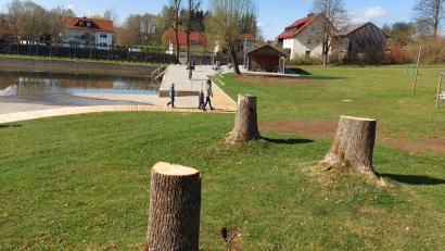 Bild: lg
Zu gefährlich: Wegen des Eschentriebsterbens mussten die stattlichen Bäume am Moorbad weichen. An den Baumstümpfen sollen Sitzgelegenheiten entstehen, und eine Ersatzpflanzung ist auch vorgesehen.
