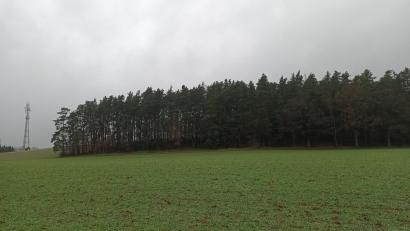 Bild: bjp
Dieses Waldstück am Judenberg bei Grub soll gerodet werden. Ob danach erosionsschützende Baumpflanzungen vorgenommen werden, wird das Landratsamt entscheiden.