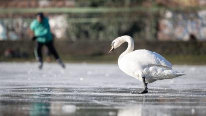 Symbolbild: Sebastian Gollnow/dpa
Gefrorene Gewässer können auch für Tiere gefährlich werden. Das erlebte ein Schwan in Oberwildenau, der am eisigen Wasser festfror.
