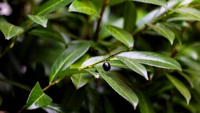 Symbolbild: Christoph Reichwein/dpa
Der Kirschlorbeer ist als Hecke beleibt. Der Strauch ist invasiv, giftig, kann im Magen Blausäure produzieren und für Insekten wertlos.