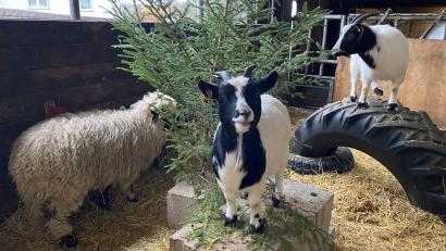 Bild: Judith Zeitler
Das Schaf Wolli und die zwei Ziegen Meggi und Lotti wohnen bei Judith Zeitler. Sie freuen sich über den Christbaum.