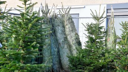 Bild: Petra Hartl
An einem Verkaufsstand am Bergsteig in Amberg, wo ein Händler aus Baden-Württemberg Weihnachtsbäume verkauft, sind insgesamt 81 Christbäume verschwunden.