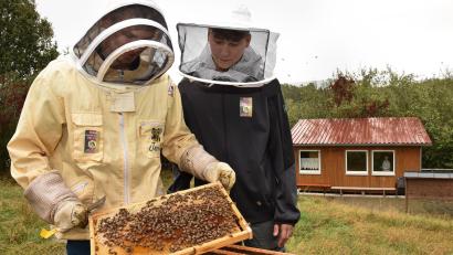 Bild: Stephan Huber
Jannik Bohmann und Joshua Pfadenhauer kontrollieren Bienenwaben am Lehrbienenstand beim Vogelheim in Sulzbach-Rosenberg am Feuerhof.