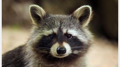 Bild: Fredrik von Erichsen/dpa
Im Landkreis Altenkirchen hat ein Waschbär so viel Chaos in einem Haus angerichtet, dass die Polizei anrückte. (Symbolbild)
