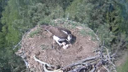 Bild: Martin Gottsche
Die Eschenbacher Fischadler bebrüten vier Eier im Horst am Rußweiher.