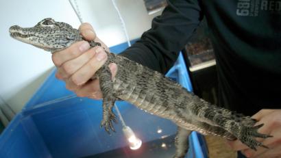 Symbolbild: Zollfahndungsamt/dpa
Mit einem Alligator hatte er der Hahnbacher Feuerwehr-Kommandant Michael Iberer noch nicht zu tun. Aber ein Bekannter von der Berufsfeuerwehr München schon. Grundsätzlich begegnen Einsatzkräften exotische Tiere immer öfter bei Einsätzen, sagt Iberer.