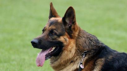 Symbolbild: Patrick Pleul/dpa
Ein Schäferhund soll einer Frau in Hütten ein Stück eines Ohres abgebissen haben. Die Polizei Weiden ermittelt gegen einen Hundehalter.