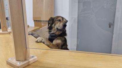 Bild: Polizei Sulzbach-Rosenberg
Ein entlaufener Hund wird am Tresen der Sulzbach-Rosenberger Polizeiwache vorstellig..