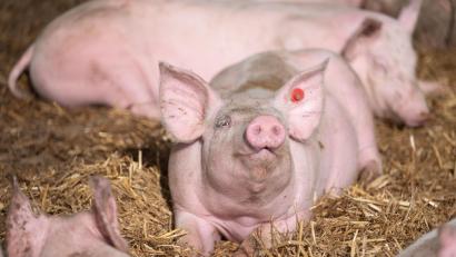 Symbolbild: Marijan Murat/exb
Schweine liegen in der Bucht eines Tierwohl-Stalls. In Altmugl bei Bad Neualbenreuth sollen nun solche Stallungen gebaut worden. Sie räumen den Tieren deutlich mehr Platz ein als bei der konventionellen Schweinehaltung.