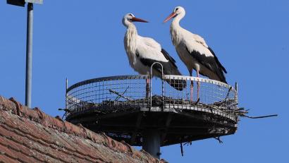 Bild: war
Das Storchenpaar baut fleißig an seinem Nest.
