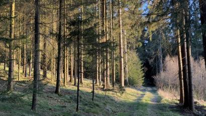 Bild: Susanne Forster
Für 2025 sind umfangreiche Maßnahmen für den Bärnauer Stadtwald und GmbH-Wald geplant. Schadholz soll bevorzugt mit eigenen Waldarbeitern aufgearbeitet, Frischholz gezielt eingeschlagen werden. Auch ökologische Ziele stehen im Fokus: Biotopbäume, Totholz und natürliche Kiefernnaturverjüngung sollen das Waldbild weiter stärken.