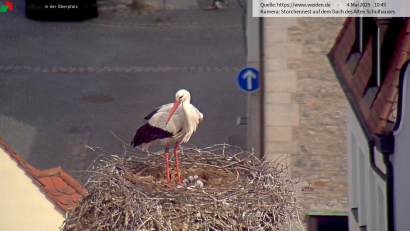 Screenshot: Storchen-Webcam Stadt Weiden
Die Webcam zeigt den Storch im Horst auf dem Alten Schulhaus in Weiden mit drei kleinen Küken.