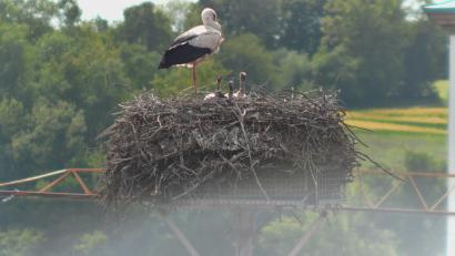 Bild: Screenshot Storchencam/Landratsamt Neustadt/WN 
Vier Storchenküken recken ihre Köpfchen aus dem Horst auf dem Schloss Lobkowitz in Neustadt/WN, während Papa oder Mama Storch ein wachsames Auge auf den Nachwuchs hat.