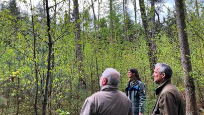 Bild: ihl
Esskastanien gedeihen im Neukirchener Stiftungswald. Betreuer Michael Graf, Revierförster Reinhold Weigert und Forstabteilungsleiterin Regina Härtl setzen im Zukunftswald auf Baumarten, die mit Hitze und Trockenheit zurecht kommen.