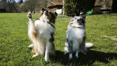 Bild: Julia Kaleta
Die zwei Shelties von Hundetrainerin Ramona Stallbaum sind bestens trainiert und wissen, wie sie sich gegenüber anderen Menschen sowie Tieren verhalten sollen.