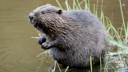 Archivbild: Felix Heyder/dpa
Biber haben sich stark vermehrt. Rund 22.000 Tiere leben laut Umweltministerium in Bayern.