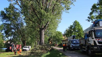 Bild: Jonas Schmidt, Stadt Amberg
Die Baumpflegemaßnahmen an der sogenannten Pappelallee entlang der Vils sind abgeschlossen.