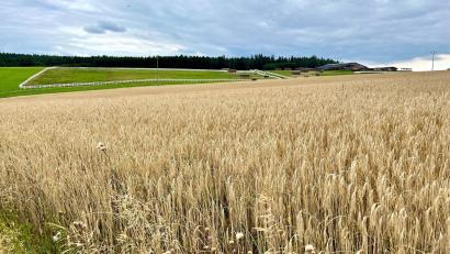 Archivbild: Gabi Schönberger
Auf 24 Hektar Ackerland, nördlich der bestehenden "2BE-Ranch" bei Halmesricht, soll eine große Hotel- und Freizeitanlage entstehen.