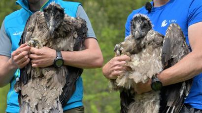 Bild: Peter Kneffel/dpa
Vor fünf Jahren wurden mit Bavaria und Wally die ersten Bartgeier im Nationalpark ausgewildert. (Archivfoto)