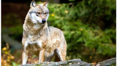 Bild:  Patrick Pleul/dpa
Wolfe gehören mittlerweile zur Tierwelt des Fichtelgebirges.
