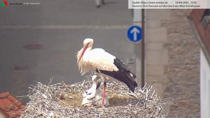 Screenshot: Storchen-Webcam der Stadt Weiden
Die Webcam zeigt den Storch im Horst auf dem Alten Schulhaus in Weiden mit zwei kleinen Küken.
