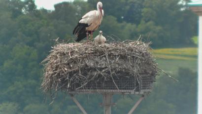 Bild: Screenshort Webcam Landratsamt Neustadt/WN
Von vier geschlüpften Storchenküken auf dem Dach des Landratsamtes Neustadt ist nur noch eines übrig. Das überlebende Storchenjunge wird vom Altstorch bewacht.