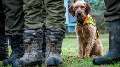 Symbolbild: Jens Büttner/dpa
Ein Jagdhund ist in Amberg plötzlich auf die Straße gelaufen – und hat einen Unfall verursacht.