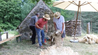 Bild: Simone Kramer
Das Freilandmuseum Oberpfalz lädt am Sontag, 1. Juni, zum Schaftag ein. Dort können Besucher auch zuschauen wenn die Museumsschafe geschoren werden.
