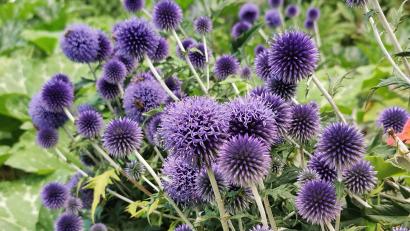 Bild: Portner
Kugeldisteln bringen Farbe in den Garten, vertragen Hitze und Trockenperioden.