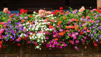 Symbolbild: PHG Pictures – stock.adobe.com
Eine bunte Blütenpracht macht jeden Balkon zum absoluten Hingucker.