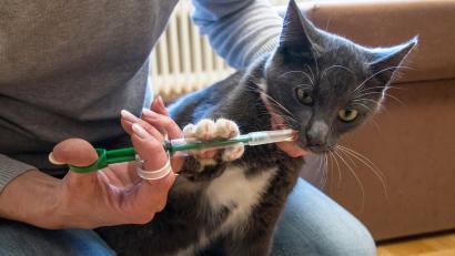 Symbolbild: Christin Klose / dpa
Eine Katze bekommt eine Wurmkur. Tierärzte empfehlen Entwurmungen zum Schutz der Tiere und der Menschen.