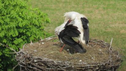 Bild: do
Das erste Storchenküken ist da. Zu entdecken ist das graue Bündel im Nest über dem Klostergasthof nur sehr schwer.