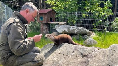 Bild: Wildpark Mehlmeisel
Ein Fischotter erkundet im Wildpark Mehlmeisel sein Areal.