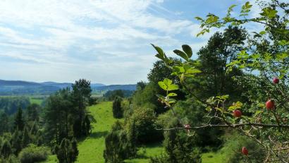 Bild: Andreas Gruber/Naturpark Hirschwald
Der Naturpark Hirschwald zieht sich auch bis Hochholz bei Kastl.