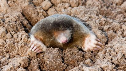 Symbolbild: Agami/T. Douma/blickwinkel/dpa
Als besonders geschützte Tierart dürfen Maulwürfe nicht gefangen, verletzt und getötet werden. Umso tragischer ist es, dass ein Mann aus Schlicht bei Vilseck versucht hatte, die Maulwürfe in seinem Garten mit Gas zu töten.