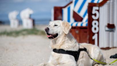 Symbolbild: Hauke-Christian Dittrich/dpa
Ein Golden Retriever sitzt bei sonnigem Wetter im Sand am Nordseestrand.